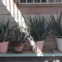 6 عدد گلدان بزرگ آلوئه ورا با قیمت استثنایی|گل و گیاه طبیعی|اسلامشهر, شهرک قائمیه|دیوار
