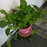 حرا جی گل وگیاه طبیعی اپارتمانی|گل و گیاه طبیعی|اهواز, گلستان|دیوار