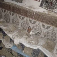 کبوتر کله ای تاپ|پرنده|کرخه, |دیوار