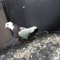 یه جفت سبز چونه سفید به شرط پرش|پرنده|قرچک, مهدیه|دیوار