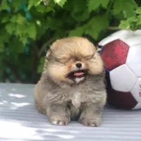 توله مالتیز پودل عروسکی|سگ|شیراز, معالی‌آباد|دیوار