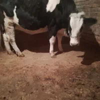 فروش یک رس نوبرآبستن