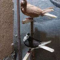 کفتر شهری بهبهانی پلاکی|پرنده|شیراز, تندگویان|دیوار