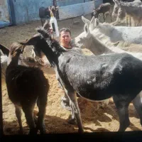 شیر الاغ شیر خر|خوردنی و آشامیدنی|رضویه, |دیوار