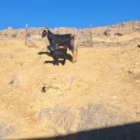 بز کهره دار|حیوانات مزرعه|مرودشت, نقش رستم|دیوار