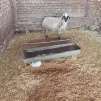 کاور محلی آبستن