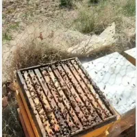 کند و با زنبور