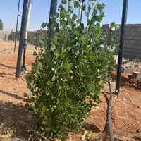 فروش یا تهاتر زمین باغشهری ۲۱۷۴ متری در کودیان|فروش زمین و ملک کلنگی|شیراز, کودیان|دیوار
