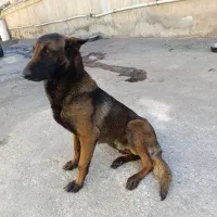 سگ مالیونز پدر و مادر وارداتی