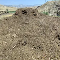 کود حیوانی
