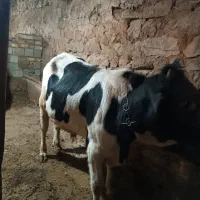 پارین نر گوشتی