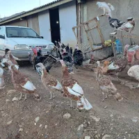 بوقلمون محلی  جوجه  بوقلمون پاوه