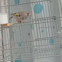 سهره نر کرمانی