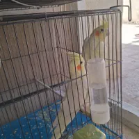 عروس هلندی مولد