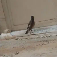جوجه مینا ن  دونخور فول رام سخنگو مامله با عروس