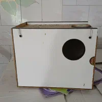 عروس پاریس ۸ ماهه سینامون نیمه دستی|پرنده|اهواز, فرهنگ شهر|دیوار