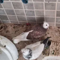 کبوتر