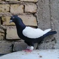 ماده سینه سیاه به ضمانت همچی
