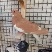 کفتر رنگی|پرنده|شیراز, شاه قلی بیگی|دیوار