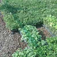 نشا|گل و گیاه طبیعی|میاندوآب, |دیوار