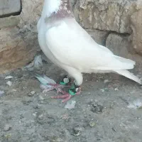 کفتر یا کبوتر|پرنده|تربت‌حیدریه, پائین ولایت|دیوار