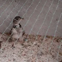 دوتا سهره خاکی نر  ریز خوان پا سفید جوجه قفس|پرنده|اردبیل, |دیوار