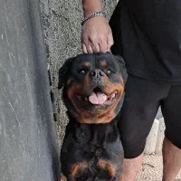 روتوایلر نر