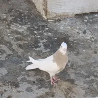 کفتر و قناری|پرنده|جلگه ماژان, |دیوار