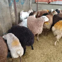 گوسفند زنده با قصاب مجرب باسکول دیجیتال|حیوانات مزرعه|رباط‌کریم, رباط‌کریم|دیوار