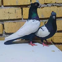 جفت کبوتر سینه سیاه واکسی دیدنی کلکسیونی