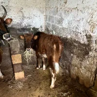 گوساله|حیوانات مزرعه|تنکابن, |دیوار