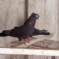 تعدادی کبوتر شهرستان|پرنده|گنبد کاووس, |دیوار