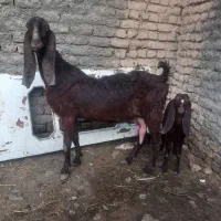 بز بزغاله گلابی شاه بز درشت کاموری پاکستانی جوان