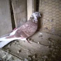 کفتر پرشی به شرط|پرنده|خزل, |دیوار