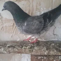 کبوتر