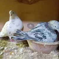 کبوتر تضمینی|پرنده|جوادآباد, |دیوار