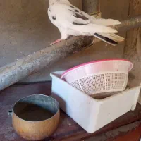 کفتریا کبوتر
