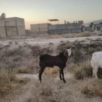 فروش کهره نر|حیوانات مزرعه|شیراز, کفترک|دیوار