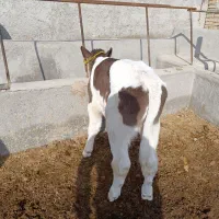 گاو شیری انگوس|حیوانات مزرعه|مهربان, |دیوار