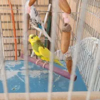 دو عدد مرغ عشق