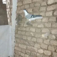 نرخوشرنگ جوان فروشی۴۰۰تومان|پرنده|نجف‌آباد, یزدانشهر|دیوار