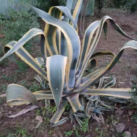 بچه گل آگاو فروشی
