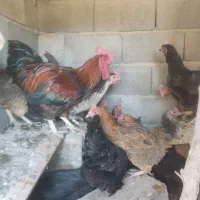 مرغ تخم گزار