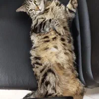 واگذاری گربه خونگی ماده