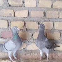 هفت رنگ و سبز|پرنده|سبزوار, زینبیه|دیوار