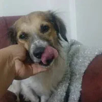 سگ یه ساله|سگ|ماهدشت, |دیوار