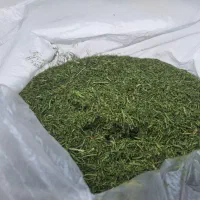 شوید خشک شده