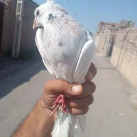 طوقی عروسک|پرنده|بم, |دیوار