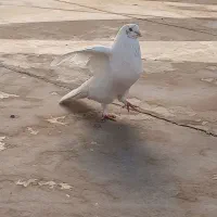 کفتر