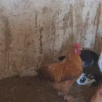 تخم مرغ،جوجه،مرغ و خروس زینتی